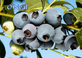 Blueberry O'Neal Southern Highbush