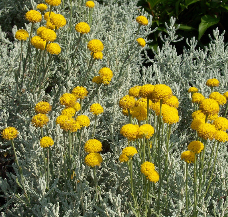 Santolina Chamaecyparissus Lavender Cotton Ricardo s Nursery santolina-chamaecyparissus-lavender-cotton-ricardo-s-nursery