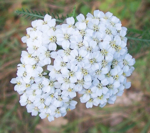 Achillea millefolium White Yarrow