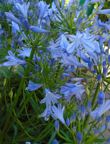 Agapanthus africanus 'Peter Pan' (Dwarf Blue Lily of the Nile)