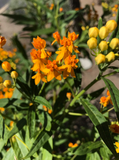 Asclepias curassavica 'Silky  Gold' Golden Butterfly