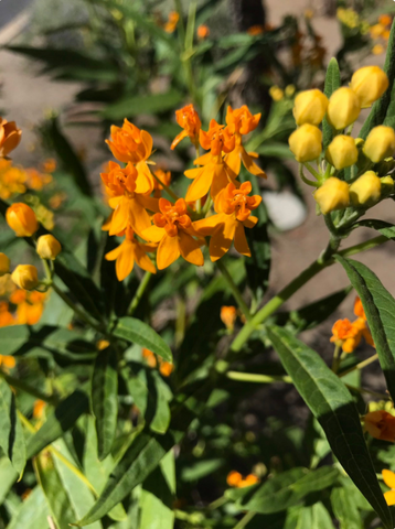 Asclepias curassavica 'Silky  Gold' Golden Butterfly