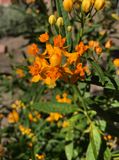 Asclepias curassavica 'Silky  Gold' Golden Butterfly