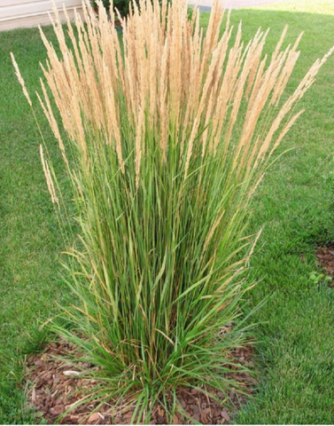 Calamagrostis x acutiflora 'Karl Foerster' Feather Reed Grass