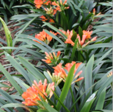 Clivia miniata  Kaffir Lily