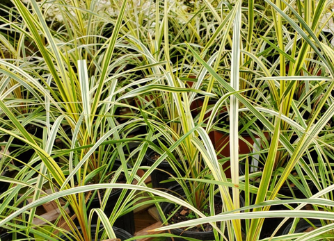 Cordyline australis 'Torbay Dazzler' Torbay Dazzler Grass Palm
