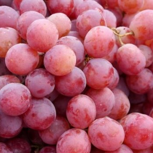 Crimson seedless grape store plants for sale