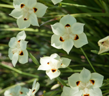 Dietes bicolor  Fortnight Lily