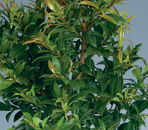 Eugenia myrtifolia (Brush Cherry)