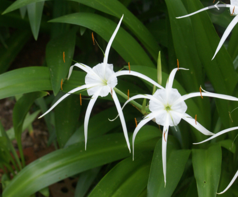 Hymenocallis caroliniana  Spider Lily