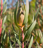 Leucadendron salignum 'Blush' Willow Cone Bush