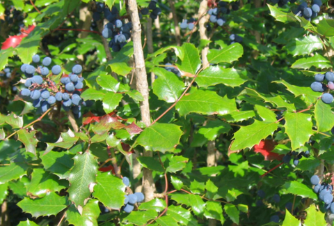 Mahonia aquifolium 'Oregon Grape Holly'
