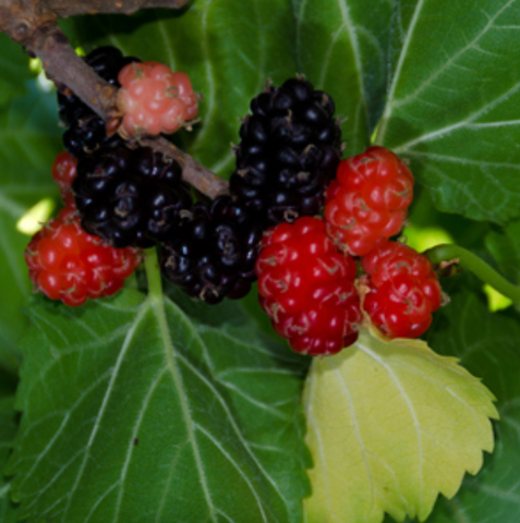Dwarf Mulberry (Black)