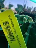 Euphorbia Fairy Castle Cactus