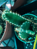 Euphorbia Fairy Castle Cactus