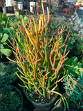 Euphorbia tirucalli 'Sticks on Fire' (Red Pencil Tree)