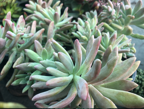 Graptosedum 'Darley Sunshine'