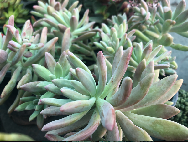 darley dale succulent Graptosedum 'Darley Sunshine' – Ricardo's Nursery