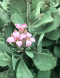 Kalanchoe pumila (Flower Dust Plant)