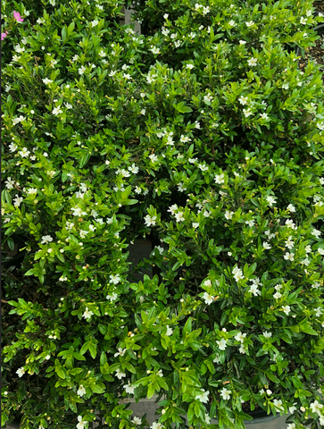 Cuphea hyssopifolia 'Alba'  (White Mexican False Haether)