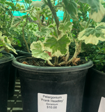 Pelargonium 'Frank Headley' Geranium