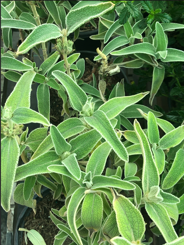 Phlomis fruticosa 'Jerusalem Sage'