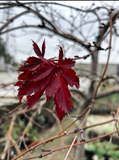 Acer palmatum var. dissectum 'Crimson Queen' (Crimson Queen Japanese Maple)