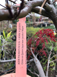 Acer palmatum var. dissectum 'Crimson Queen' (Crimson Queen Japanese Maple)