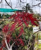 Acer palmatum var. dissectum 'Crimson Queen' (Crimson Queen Japanese Maple)