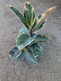 Ficus elastica 'Tineke'  (Variegated Rubber Tree)