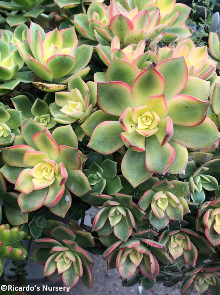 Aeonium 'Kiwi' – Ricardo's Nursery