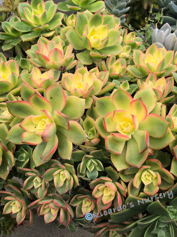 aeonium kiwi succulent Aeonium 'Kiwi'