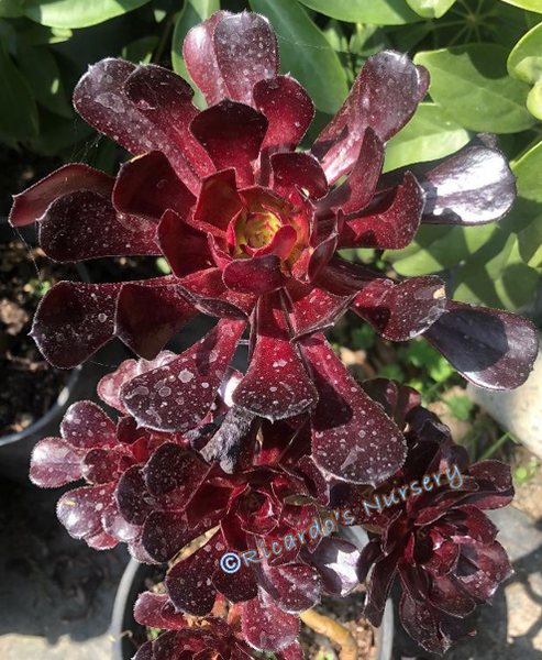 aeonium zwartkop succulent Aeonium arboreum 'Zwartkop' (Black Rose Aeonium) – Ricardo's Nursery