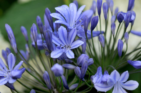 Agapanthus africanus (Lily of the Nile)
