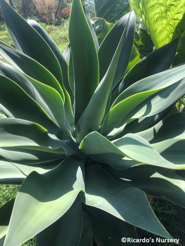 Agave attenuata (Fox Tail Agave)