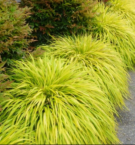 Hakonechloa macra 'All Gold' (Gold Japanese Forest Grass)
