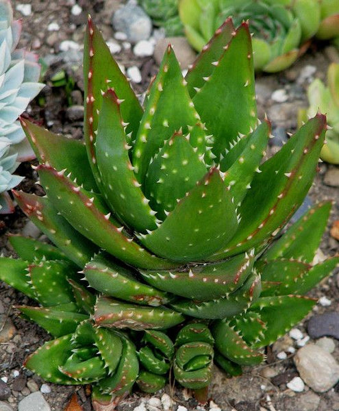 Aloe nobilis (Golden Toothed Aloe) – Ricardo's Nursery