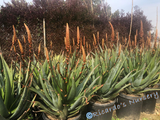 Aloe wickensii (Geelaalwyn)
