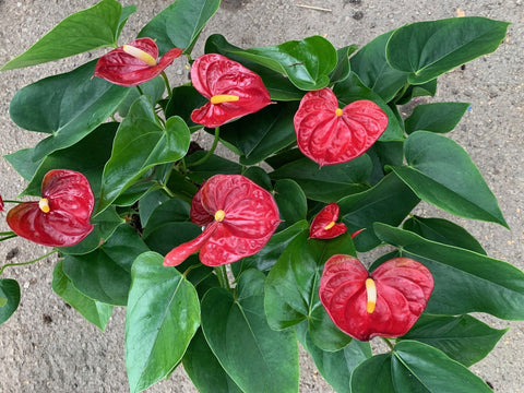 Anthurium Aristo