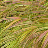 Hakonechloa macra 'Aureola' (Golden Variegated Japanese Forest Grass)