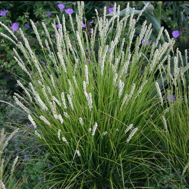 Sesleria autumnalis (Autumn Moor Grass)