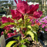 Bougainvillea 'Sunstone Red'