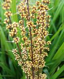 Lomandra longifolia Breeze (Dwarf Mat Rush)