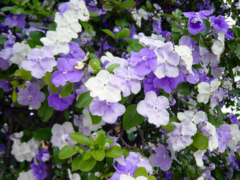 Brunfelsia pauciflora (Yesterday, Today and Tomorrow)