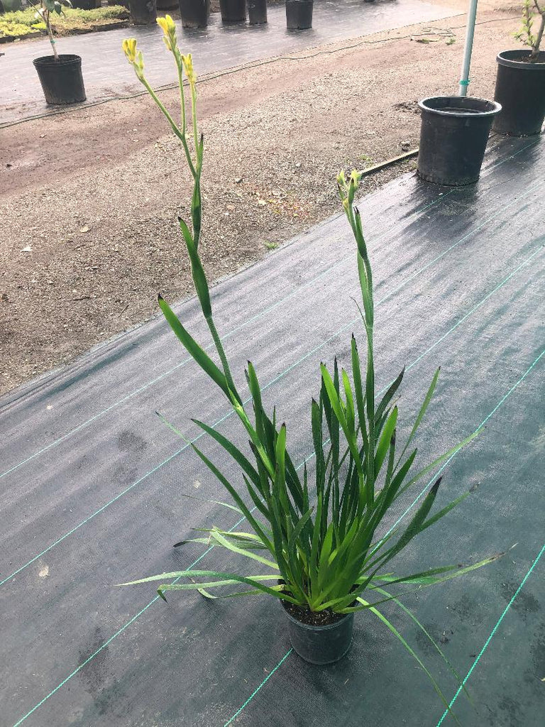 Anigozanthos 'Bush Gold' (Yellow Kangaroo Paw) Ricardo's Nursery