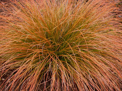 Carex testacea (Orange Sedge)