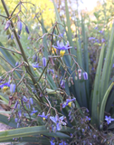 Dianella caerulea Cassa Blue (Cassa Blue Flax Lily)