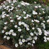 Convolvulus cneorum (Bush Morning Glory)