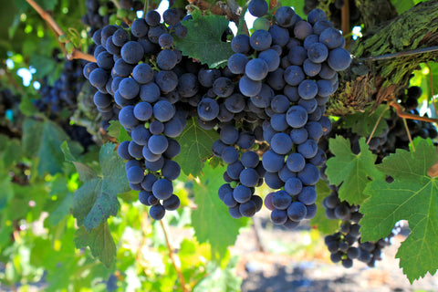 Grape California Concord (Isabella)