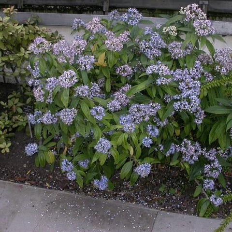 Dichroa febrifuga (Blue Evergreen Hydrangea)